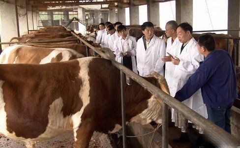 供应江苏肉牛养殖技术视频