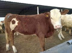 供应江西肉牛养殖技术视频 江西的肉牛多少钱一斤图片