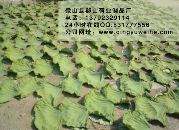 济宁市荷叶茶 干荷叶批发价格厂家供应用于荷叶的荷叶茶 干荷叶批发价格