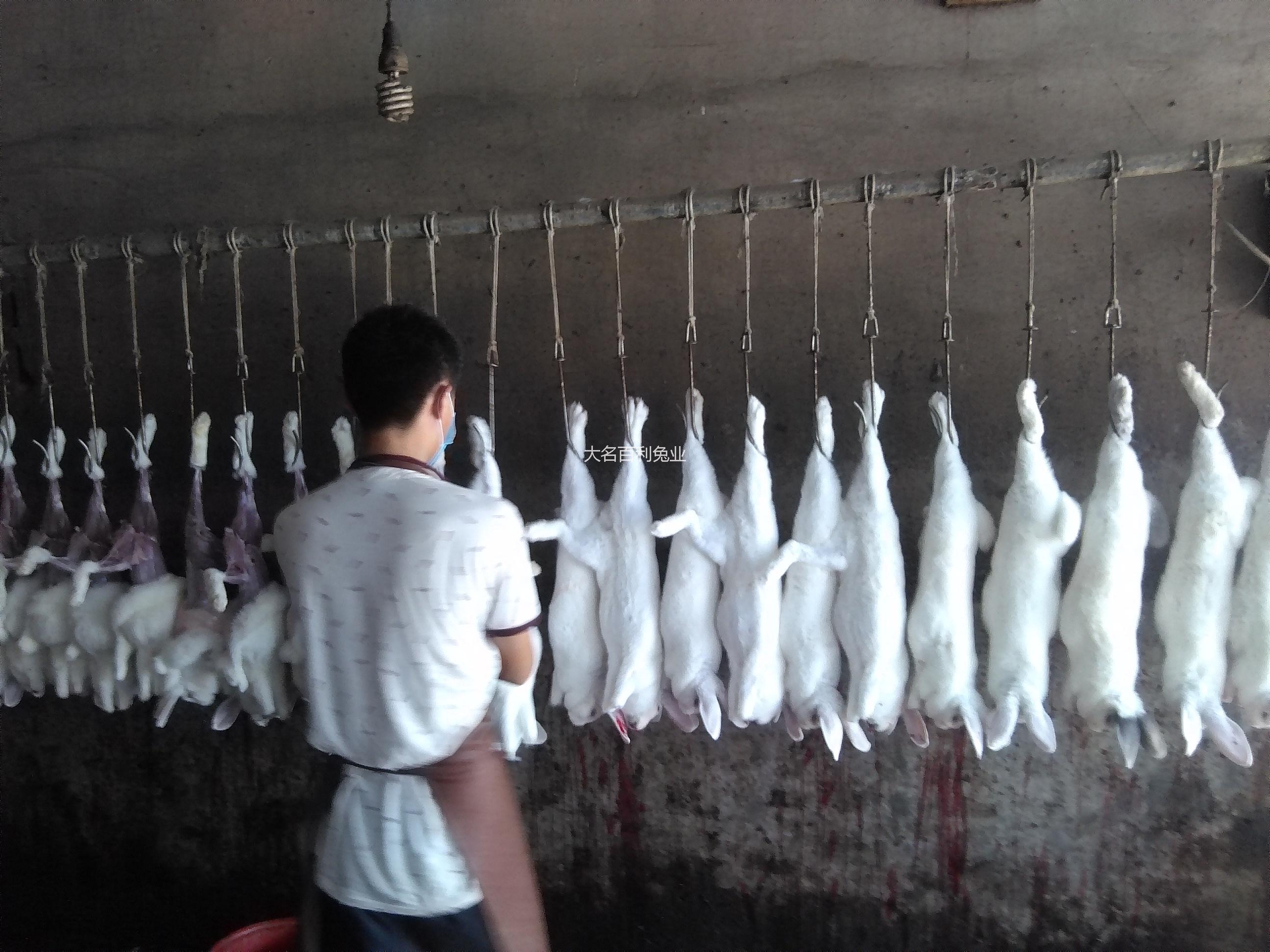 河南省郑州市冷鲜兔子肉供应商直销批发