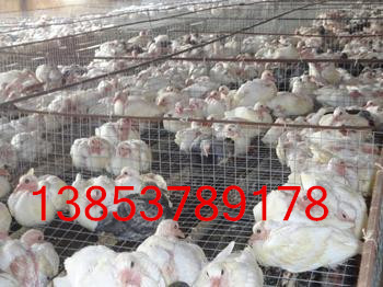济宁市优良种鸽，肉鸽养殖，种鸽繁育厂家供应优良种鸽，肉鸽养殖，种鸽繁育