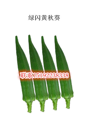 供应用于种植的一品绿闪黄秋葵种子浓绿抗病丰产