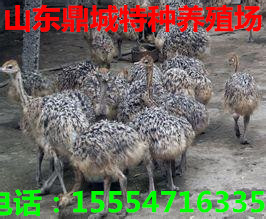 供应用于的鸵鸟价格 山东鸵鸟养殖场图片