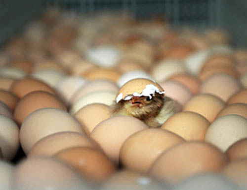 四川柴鸡蛋批发价格，四川柴鸡蛋批厂家，四川柴鸡蛋批发商