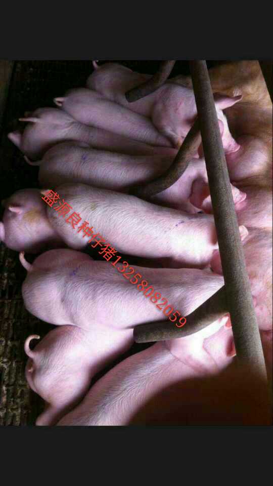 供应用于养猪场的山东青岛莱西仔猪苗猪出售盛源供应