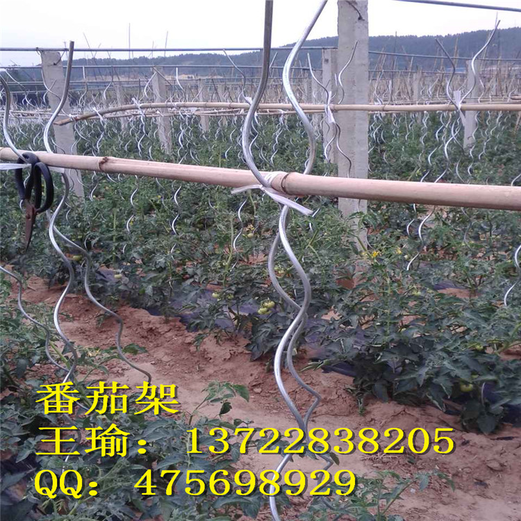 供应用于蔬菜种植的番茄架 西红柿架 镀锌螺旋支架 专业厂家