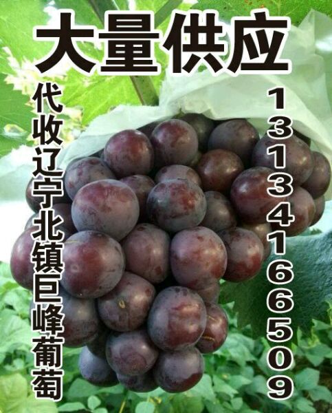 供应用于葡萄销售的供应辽宁北镇巨峰葡萄合作社