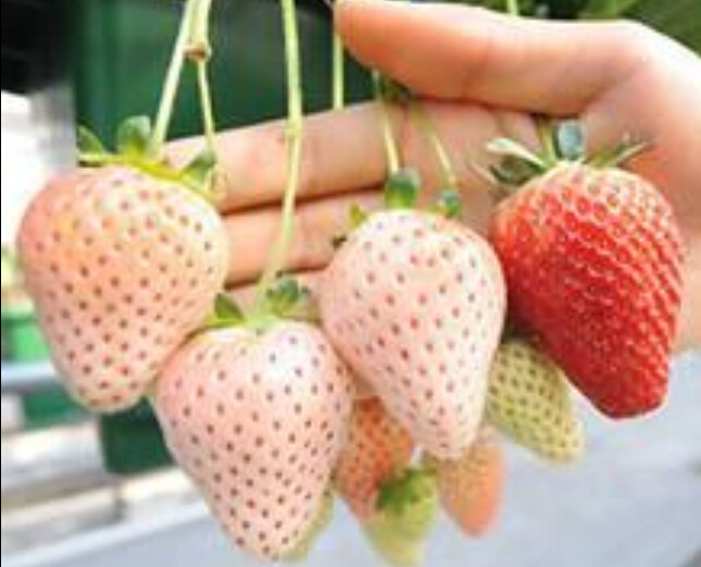 供应红花草莓苗价格，品种批发