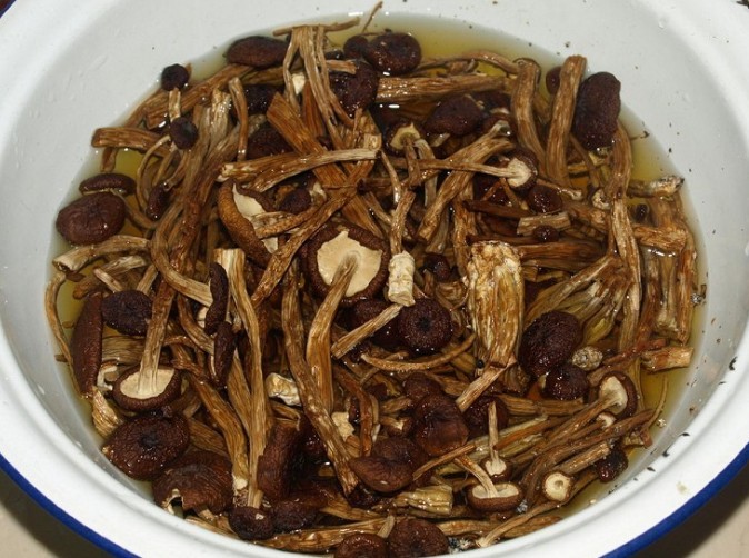 茶树菇干货江西土特产农家自产供应用于食品的茶树菇干货江西土特产农家自产
