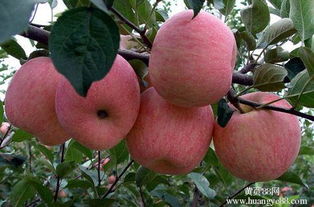 供应用于产果的柱状苹果苗、红肉苹果、红露