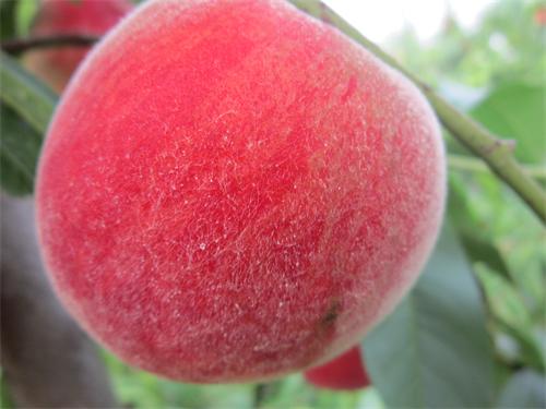 供应用于产果的泰山中秋红、泰山红蜜桃、春雪