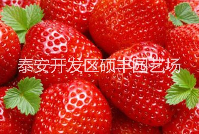 贵美人草莓苗|价格实惠|抗寒耐寒|无病虫害