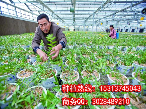 中华仙草铁皮石斛种植方法供应用于中华仙草的中华仙草铁皮石斛种植方法