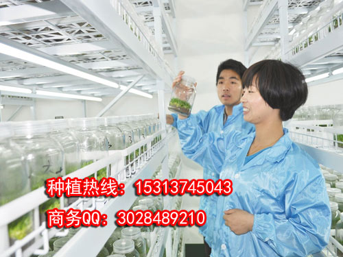 北京市霍山石斛九大仙草厂家供应用于铁皮石斛种苗的霍山石斛九大仙草