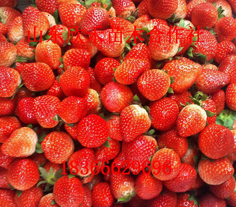 美香莎草莓苗美香莎草莓苗 四季草莓苗 草莓苗 价格便宜 各类优质草莓苗