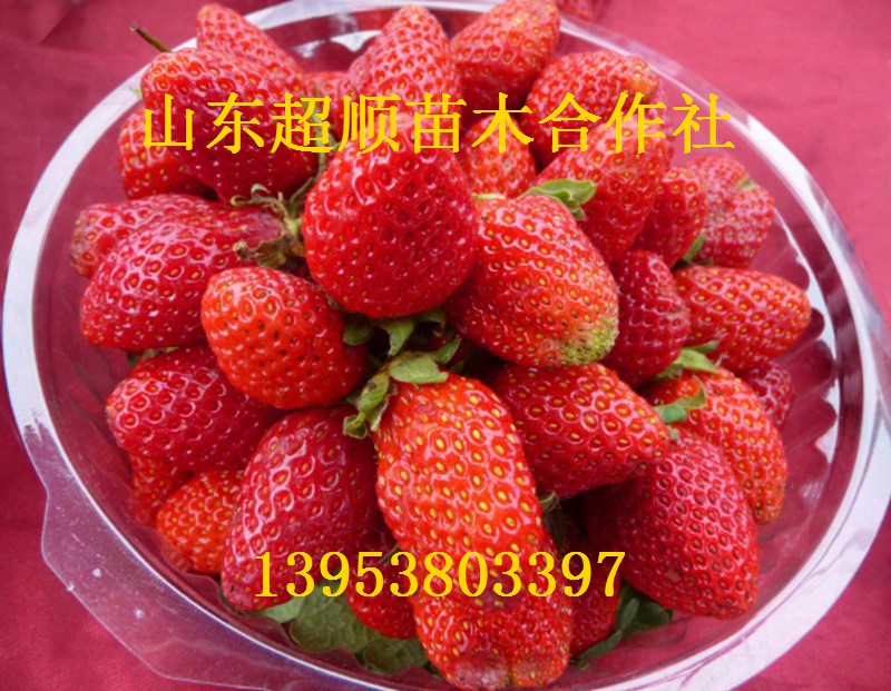 供应用于的优质达赛莱克特草莓苗 草莓苗价格图片