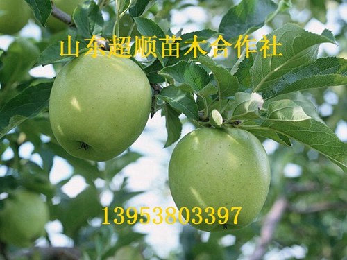伏锦苹果树苗新品种 苹果价格批发