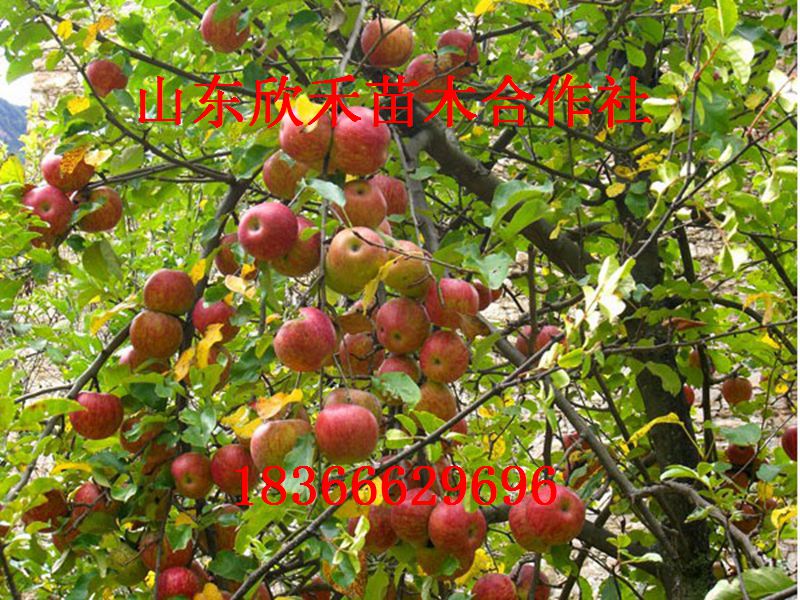 烟富3号供应烟富3号 苹果苗 矮化苹果苗 苹果树苗新品种 苹果苗价格