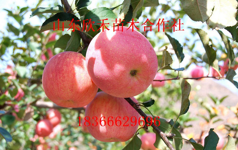 供应烟富3号 苹果苗 矮化苹果苗 苹果树苗新品种 苹果苗价格