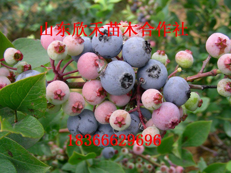 供应北陆蓝莓苗 蓝莓苗 新品种蓝莓苗 优质高产蓝莓苗 蓝莓苗价格图片