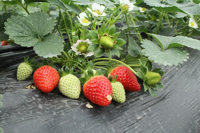 供应甜宝草莓苗 新品种甜宝草莓苗价格