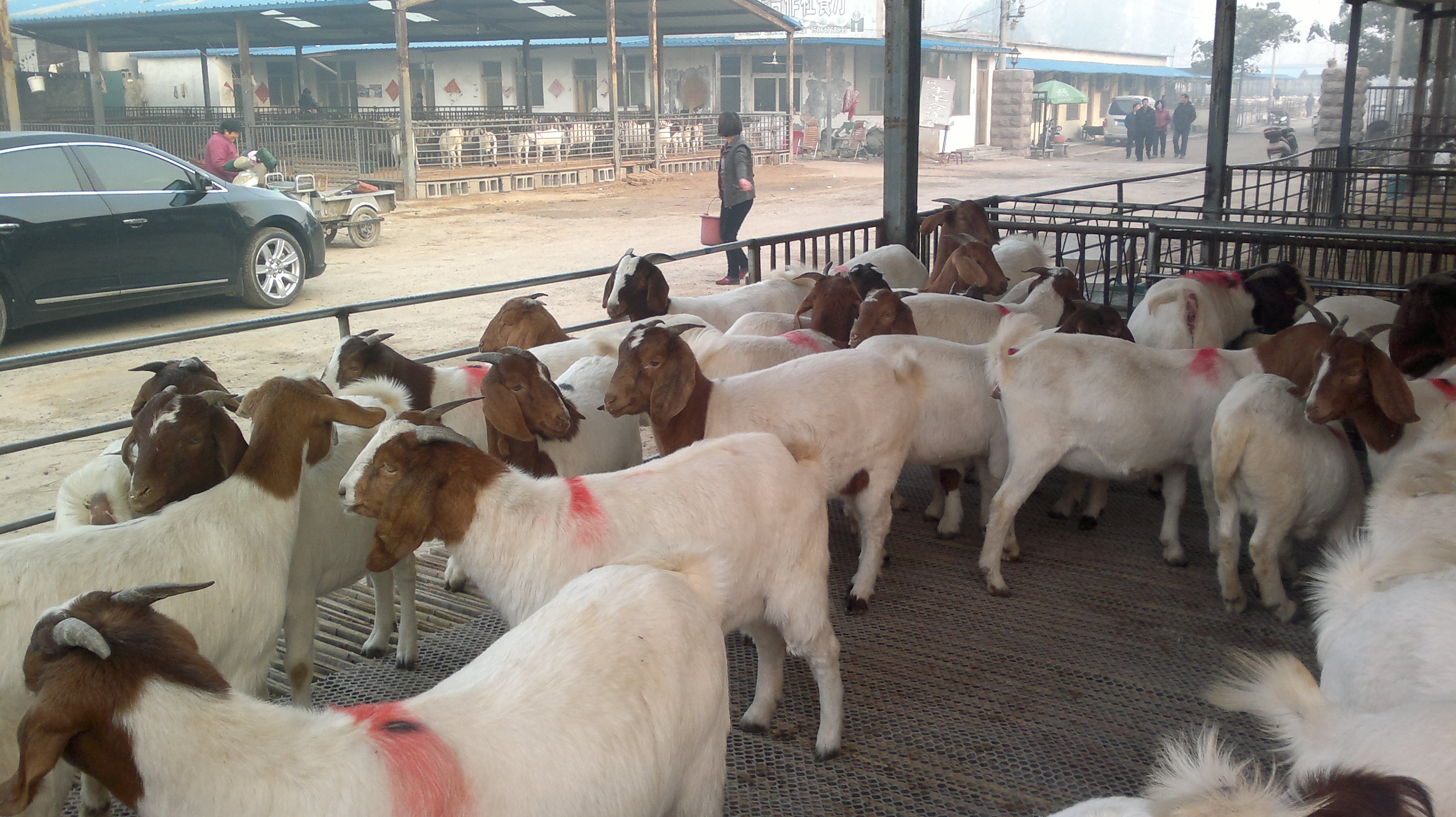 菏泽市出售白山羊厂家