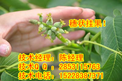 供应用于的广西核桃苗，忻城县中农短枝核桃苗