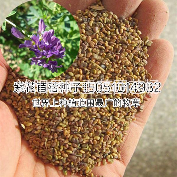 供应紫花苜蓿种子世界种植范围最广的牧草种子/绿肥植物种子
