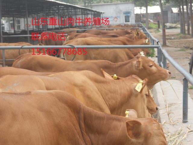 济宁市肉牛牛犊厂家供应用于养殖的肉牛牛犊