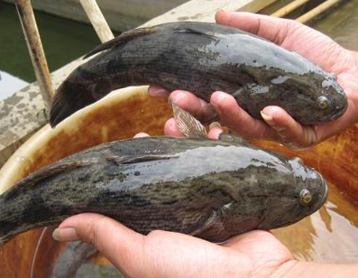 供应用于水产养殖的河源笋壳鱼、广州笋壳鱼苗价格适用于淡水养殖。联系人电话15917776508