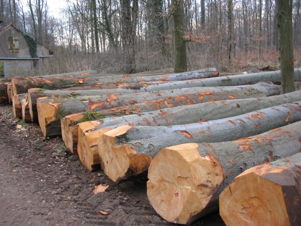 供应用于进口木材的宁波慈溪余姚等木材进口总费用是多