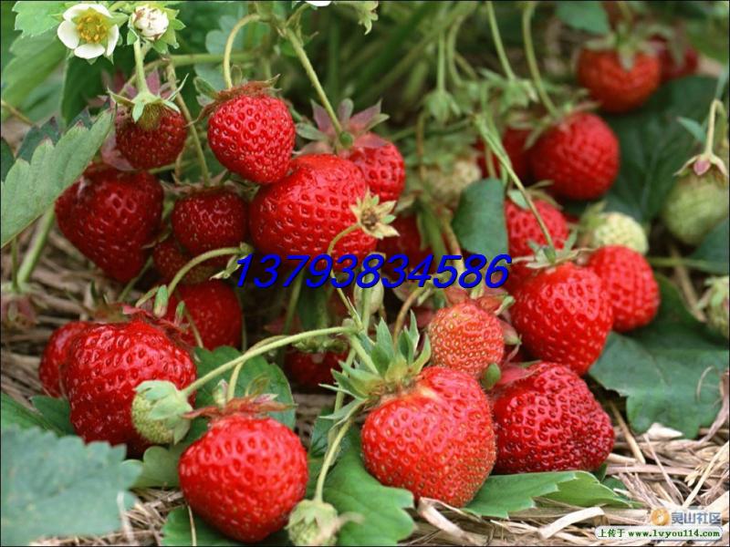 泰安市草莓苗厂家大量供应四季果树苗 牛奶草莓苗 好看好吃 大量批发草莓苗