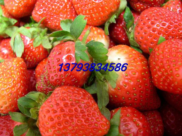 基地出售  四季草莓苗 盆栽草莓全批发