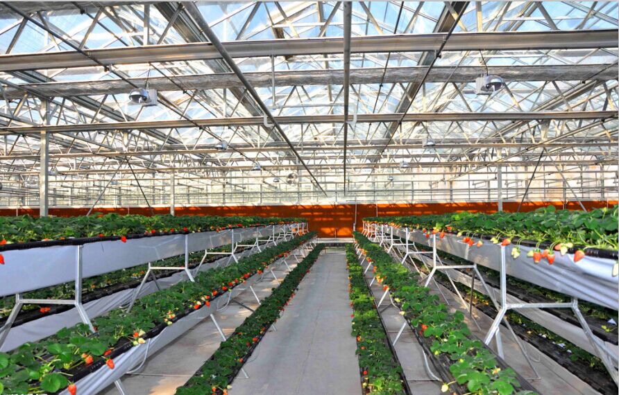 河南温室-温室建造-温室大棚草莓的脱毒培养