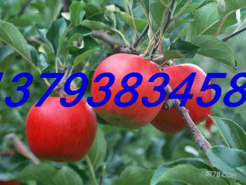 大量订购各种品种优质苹果树苗木批发润太一号柱状苹果树苗