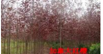 供应加拿大红樱批发-莱州欧美彩叶苗圃