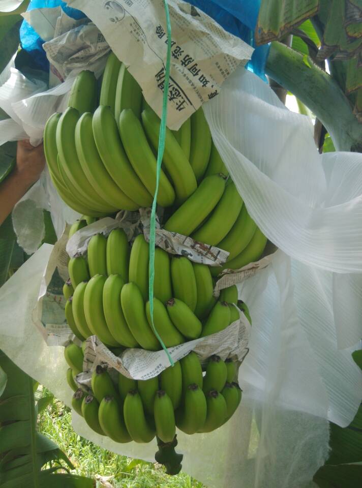 长期供应基地无公害香蕉货源，专业香蕉代办低价优质保证