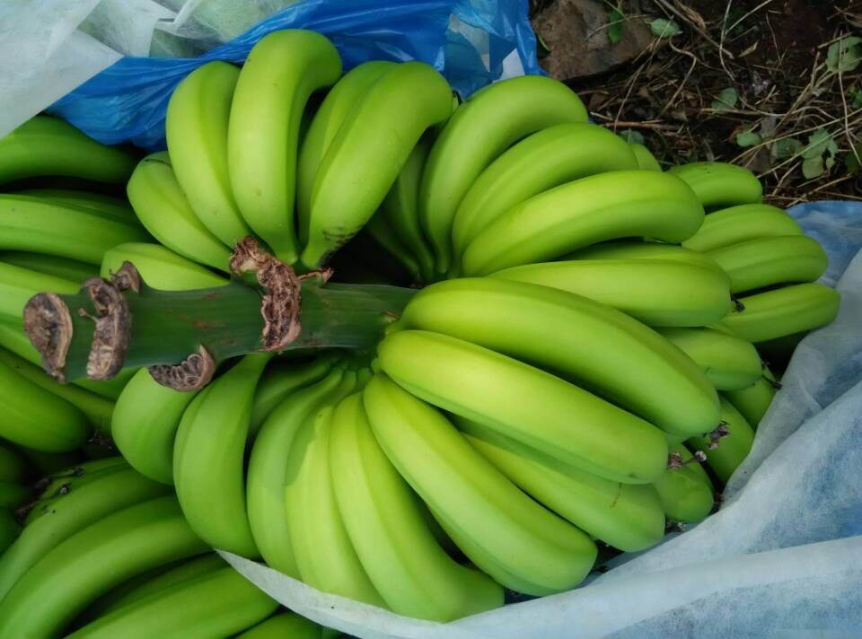 广东广西香蕉、海南云南香蕉批发