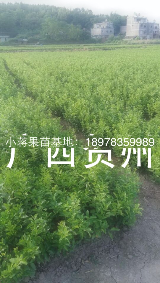 贺州市广西哪里有沃柑果苗批发厂家