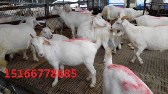 济宁市白山羊厂家供应白山羊，白山羊报价，白山羊销售，白山羊供商