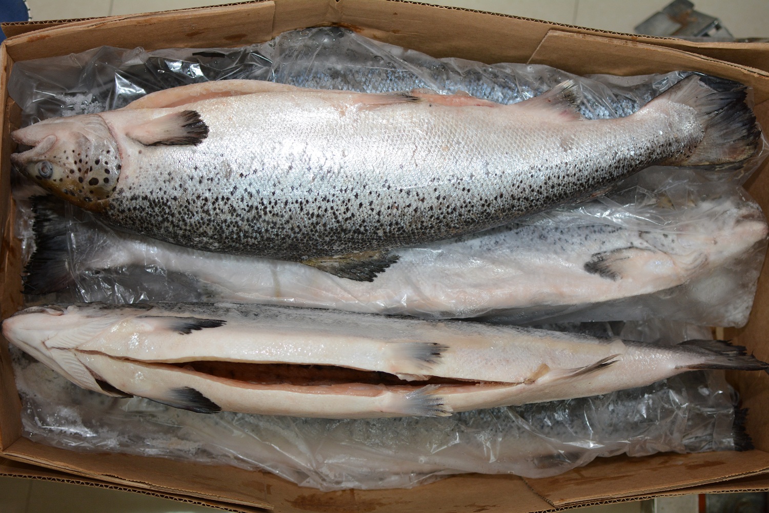 智利进口三文鱼5-6、6-7kg批发