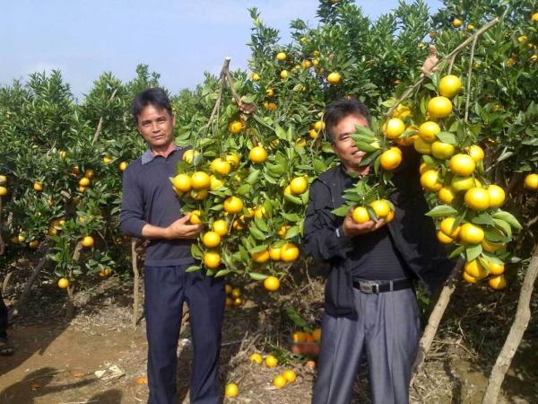 供应用于种植的南瓜橘果苗南瓜橘种植基地