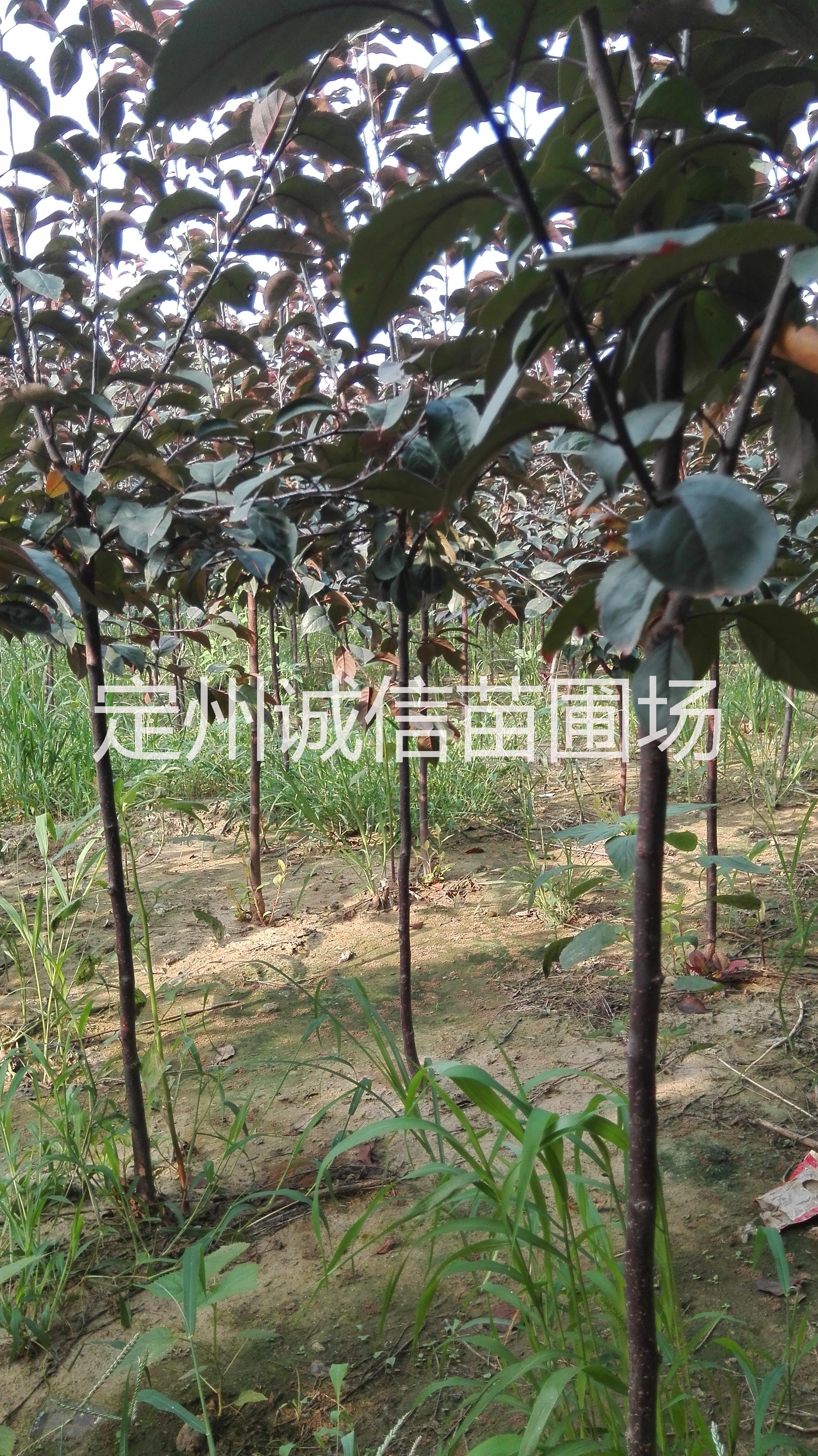 供应用于苗木绿化的紫叶李  西府海棠 红宝石海棠图片