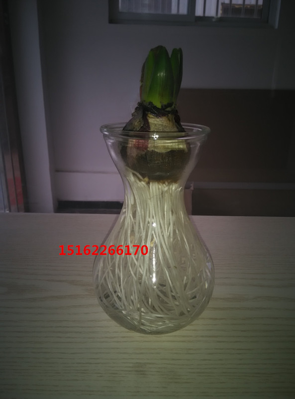 供应水培花瓶风信子玻璃瓶