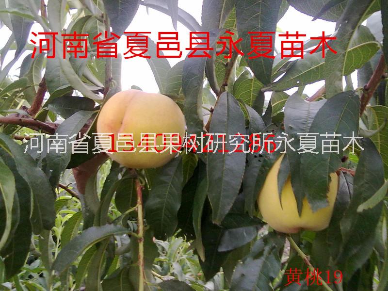 供应用于果树种植的黄桃19 桃苗