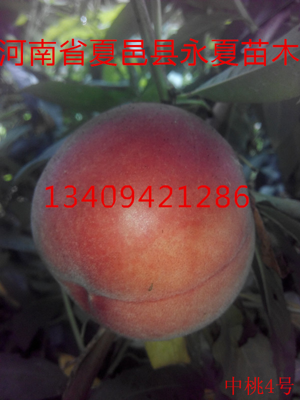 供应用于果树种植的中桃4号桃苗