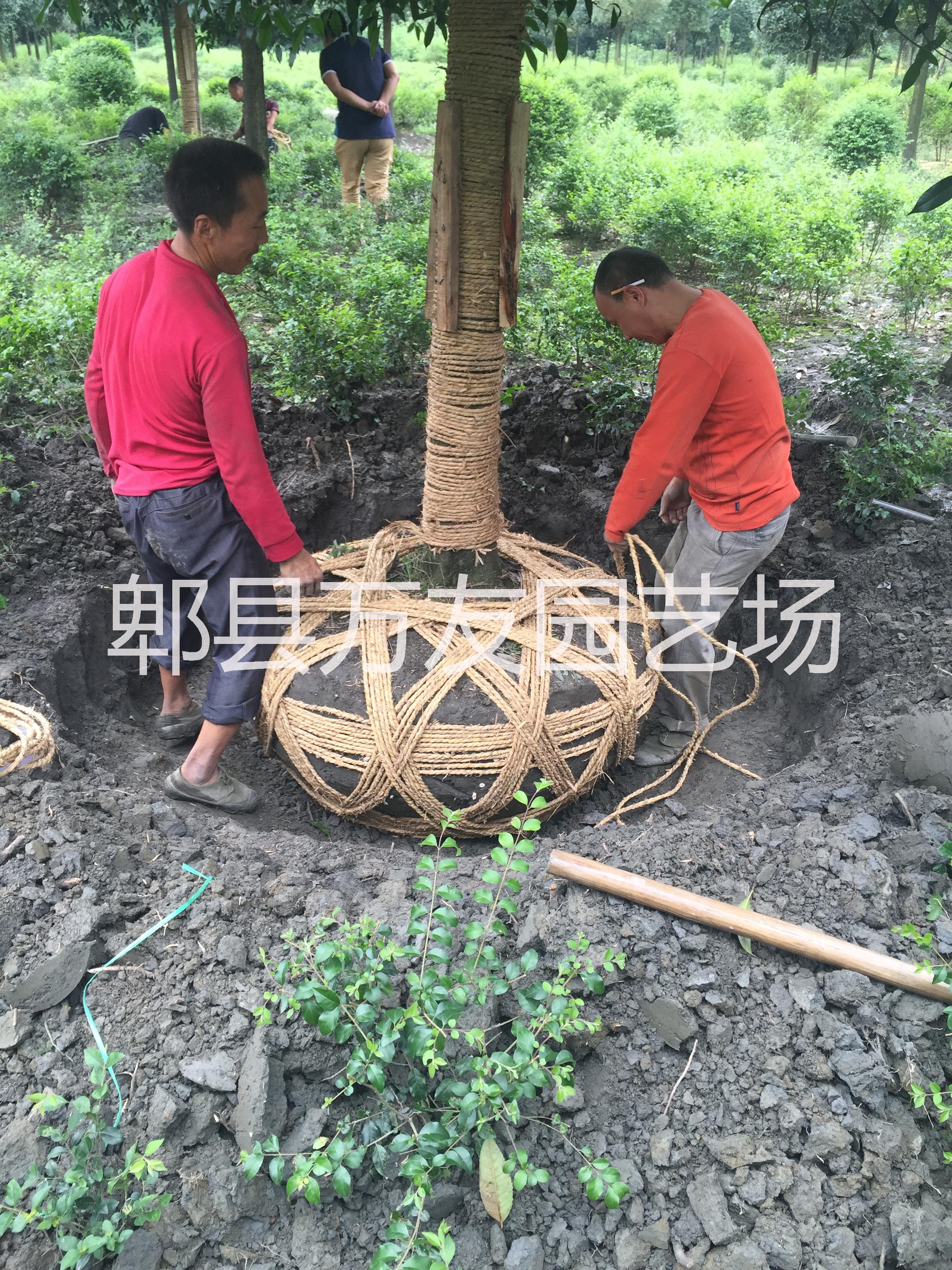 成都市高杆桂花/高杆分枝桂花/成都桂花厂家