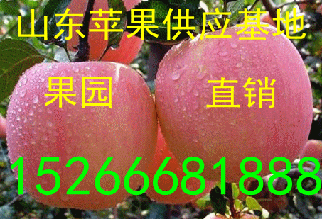 供应用于红富士苹果的供应山东苹果，山东苹果价格，苹果