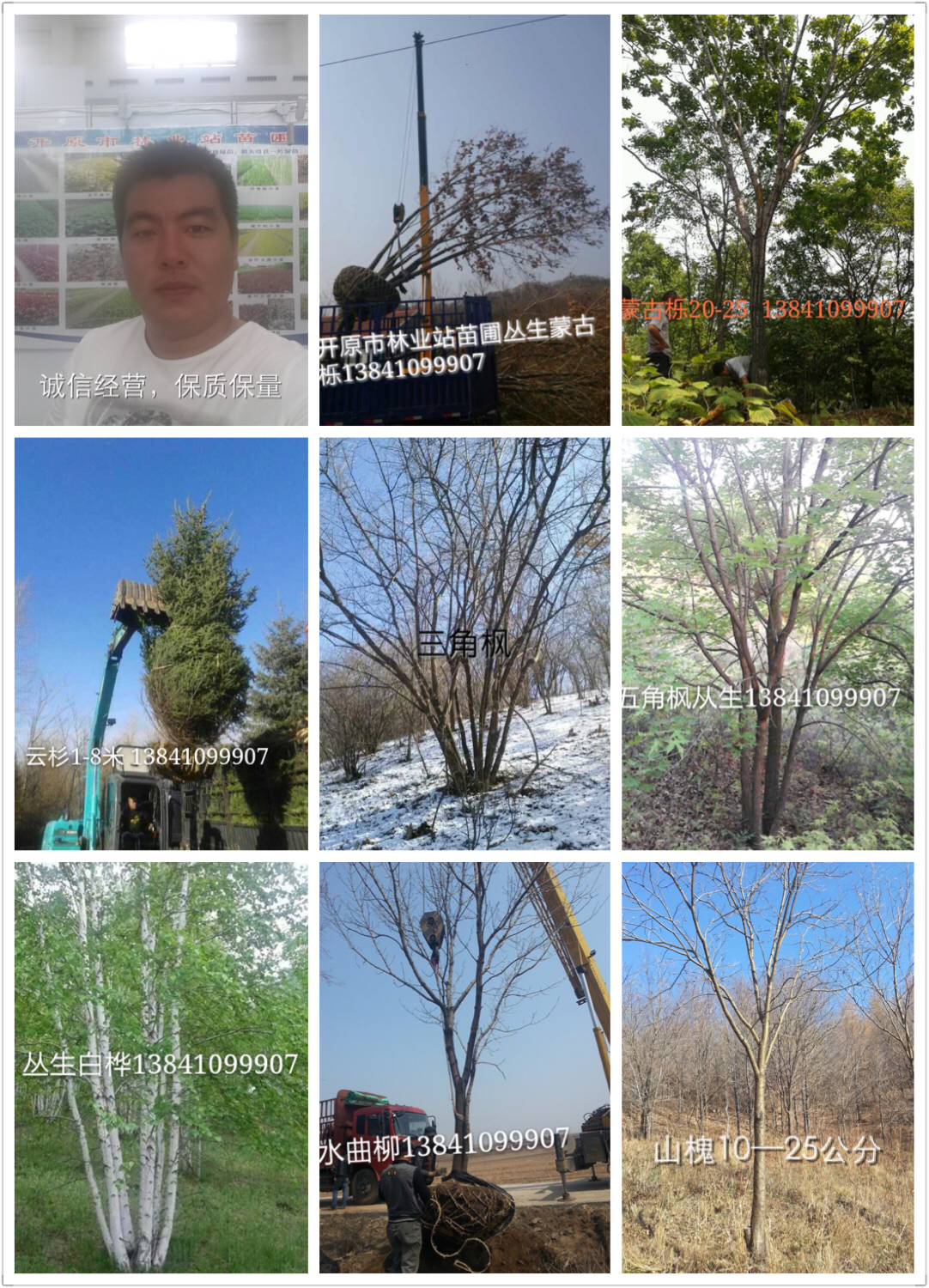 丛生蒙古栎批发，园林植被批发，小区绿化供应图片