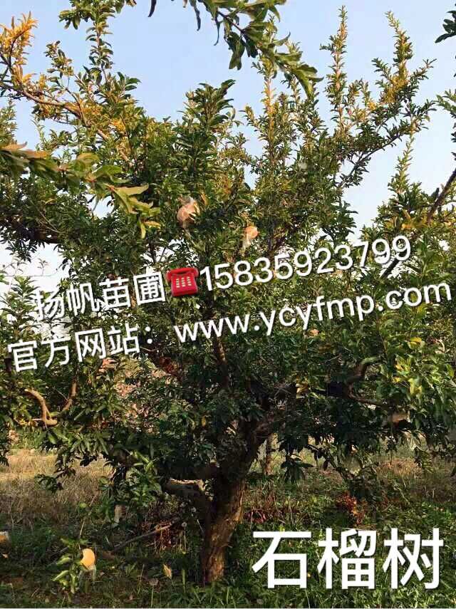 供应用于绿化的石榴树、8公分石榴树、5至10公分石榴树图片